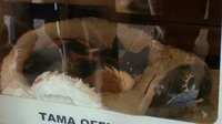 20110502_Wakayama_Tama06.jpg