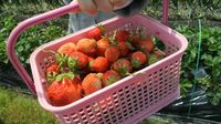 20110504_ichigo01.jpg