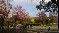 20111113_Nara_Kasugataisha_04.jpg