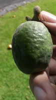 20120412_NewZealnd_feijoa_01.jpg