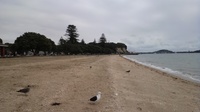20120415_NewZeland_MissionBay06.jpg