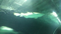20120415_NewZeland_MissionBay40.jpg