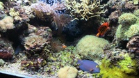 20120415_NewZeland_MissionBay47.jpg