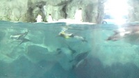 20120415_NewZeland_MissionBay54.jpg
